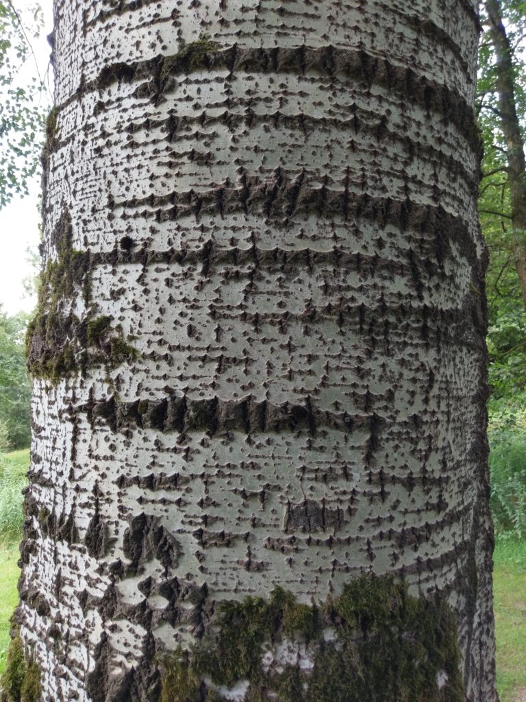 De witte bast van een grauwe abeel boom Buitenluchtig