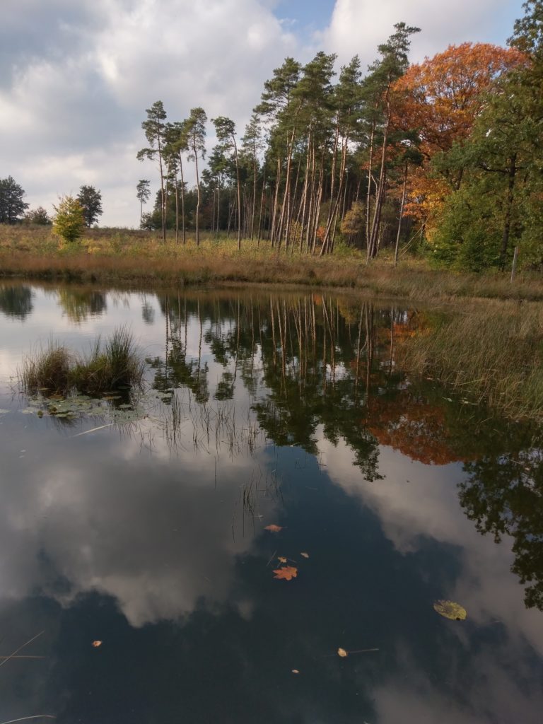 Spiegeling in het water van herfstbos buitenluchtig natuurwandelingen