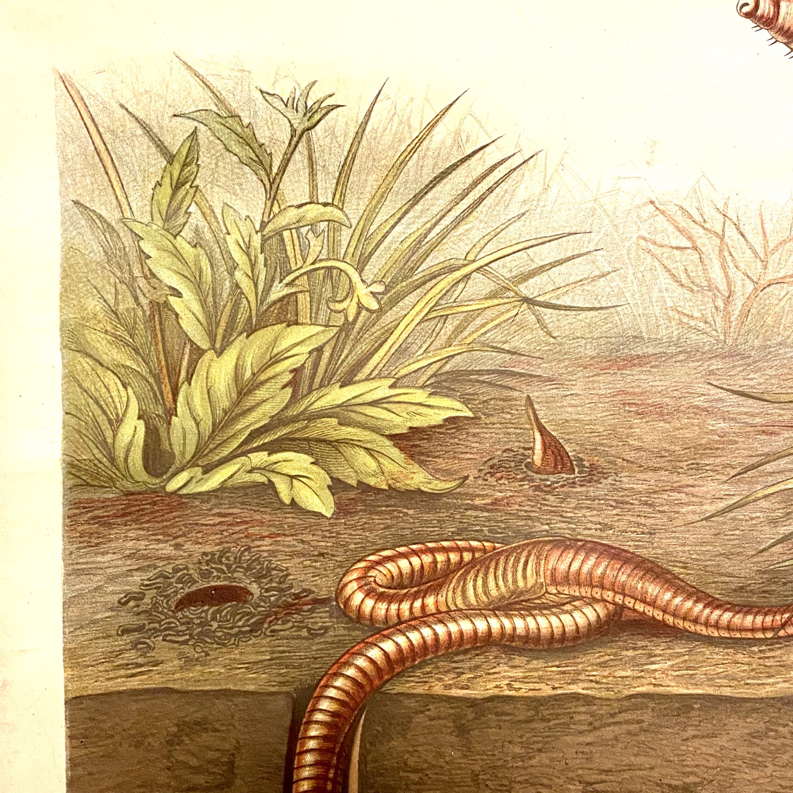 Regenwurm (Lumbricus terrestris) Albert Kull. regenworm buitenluchtig