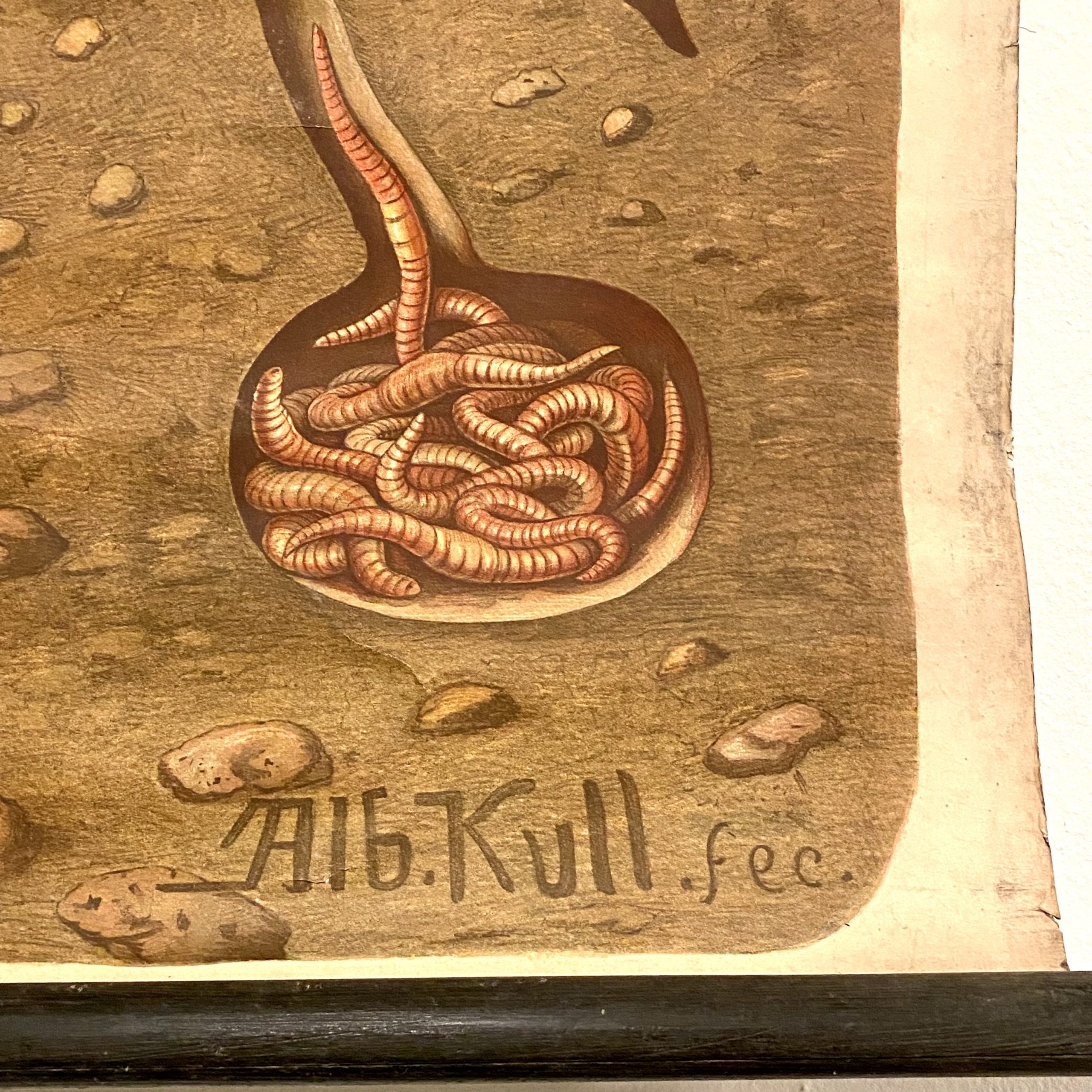 Regenwurm (Lumbricus terrestris) Albert Kull. regenworm buitenluchtig