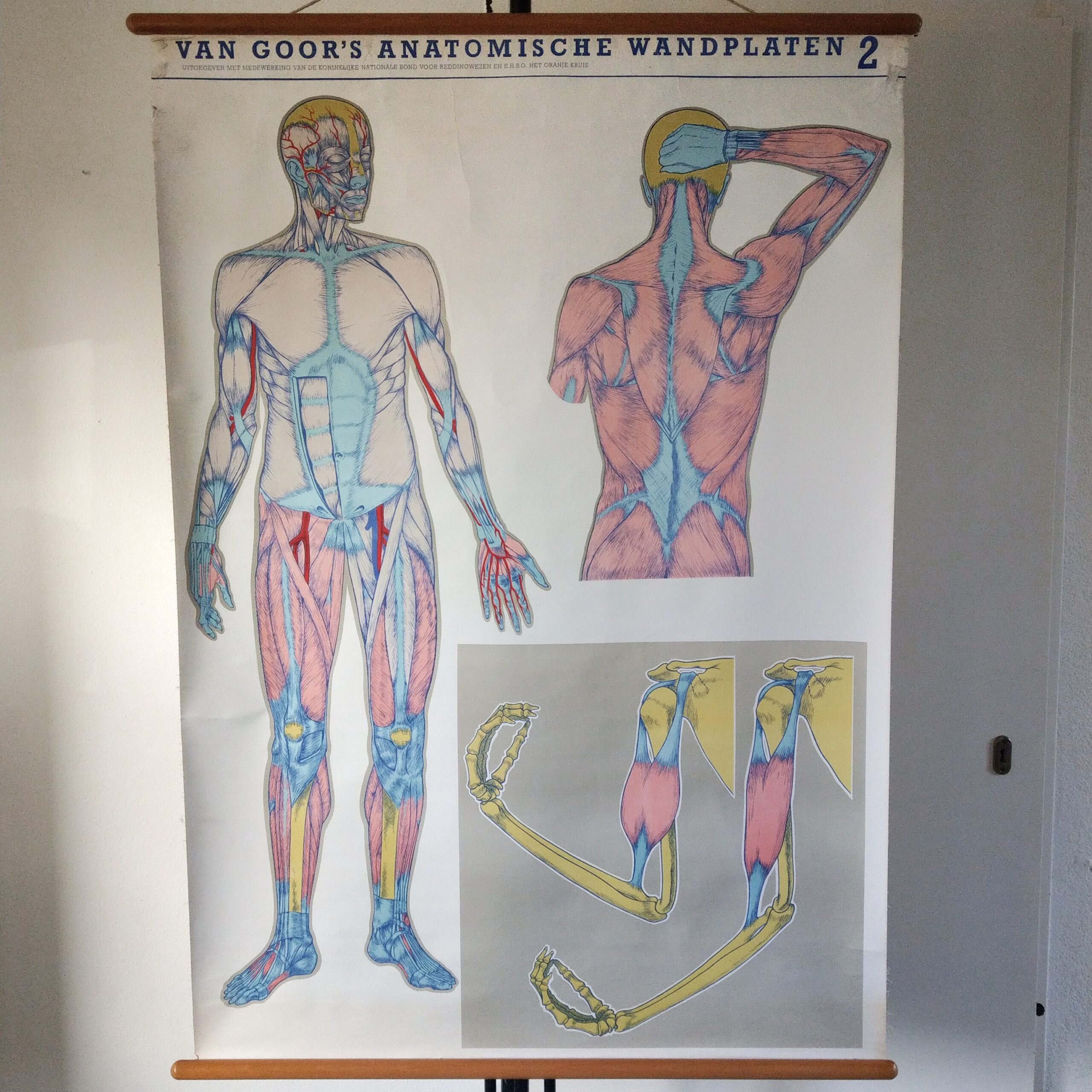 Spierstelsel Van Goor's anatomische wandplaten