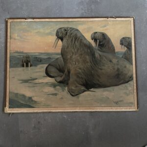 Walross walrussen Karl Wagner