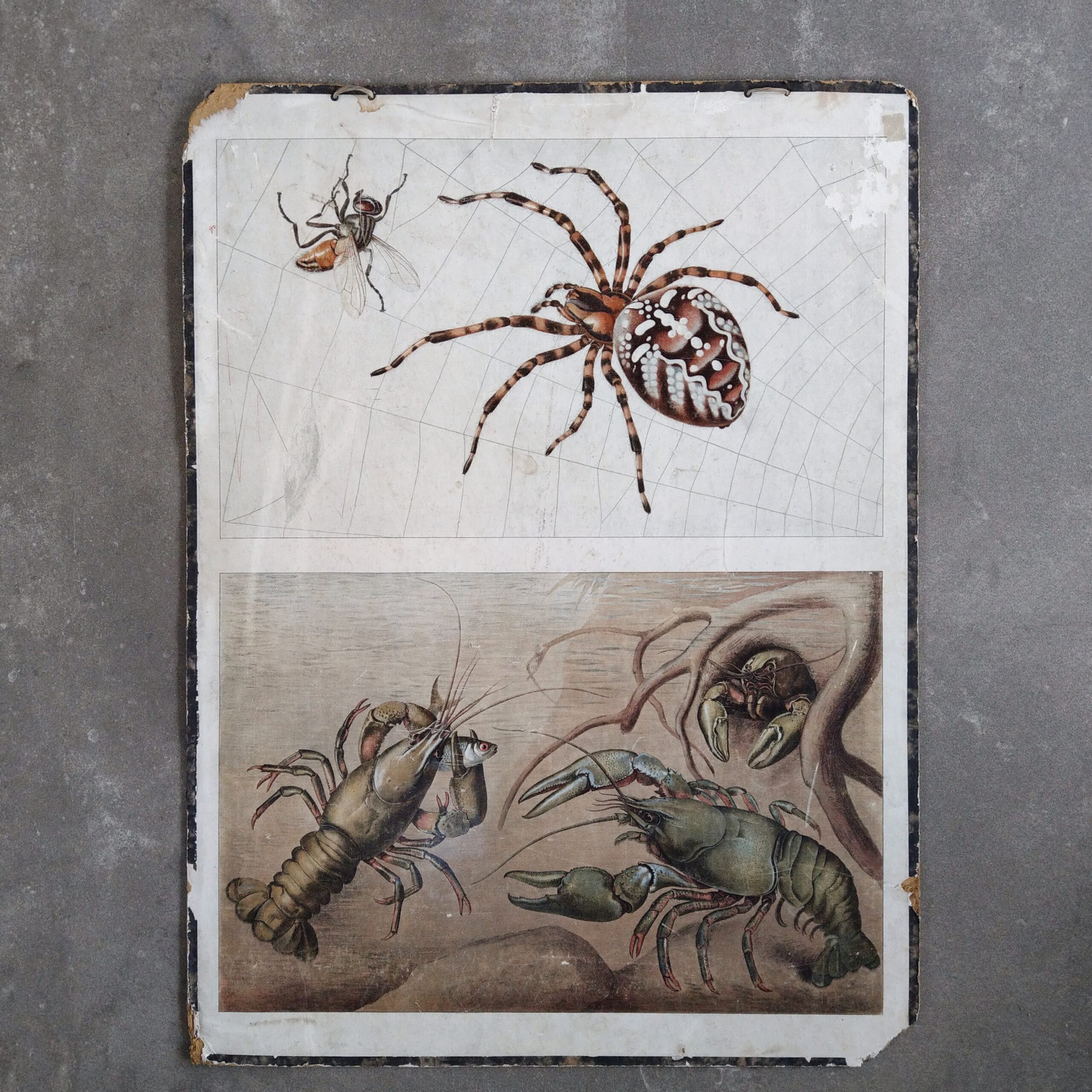 Spinne und Krebs - Ad. Lehmann