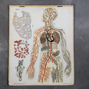 Medische schoolplaat bloedvatenstelsel Dybdahl 1905