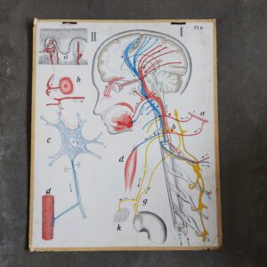 medische schoolplaat zenuwstelsel dybdahl