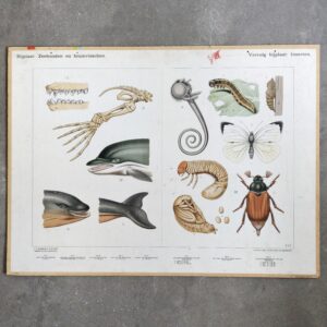 Bijplaat Zeehonden en bruinvisschen / Insecten