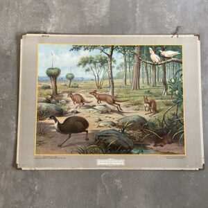 Schoolplaat Uit de Australische dierenwereld. M.A. Koekkoek 1932