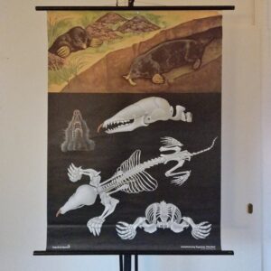 Schoolplaat De Mol - Jung Koch Quentell