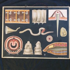 Schoolplaat Regenworm