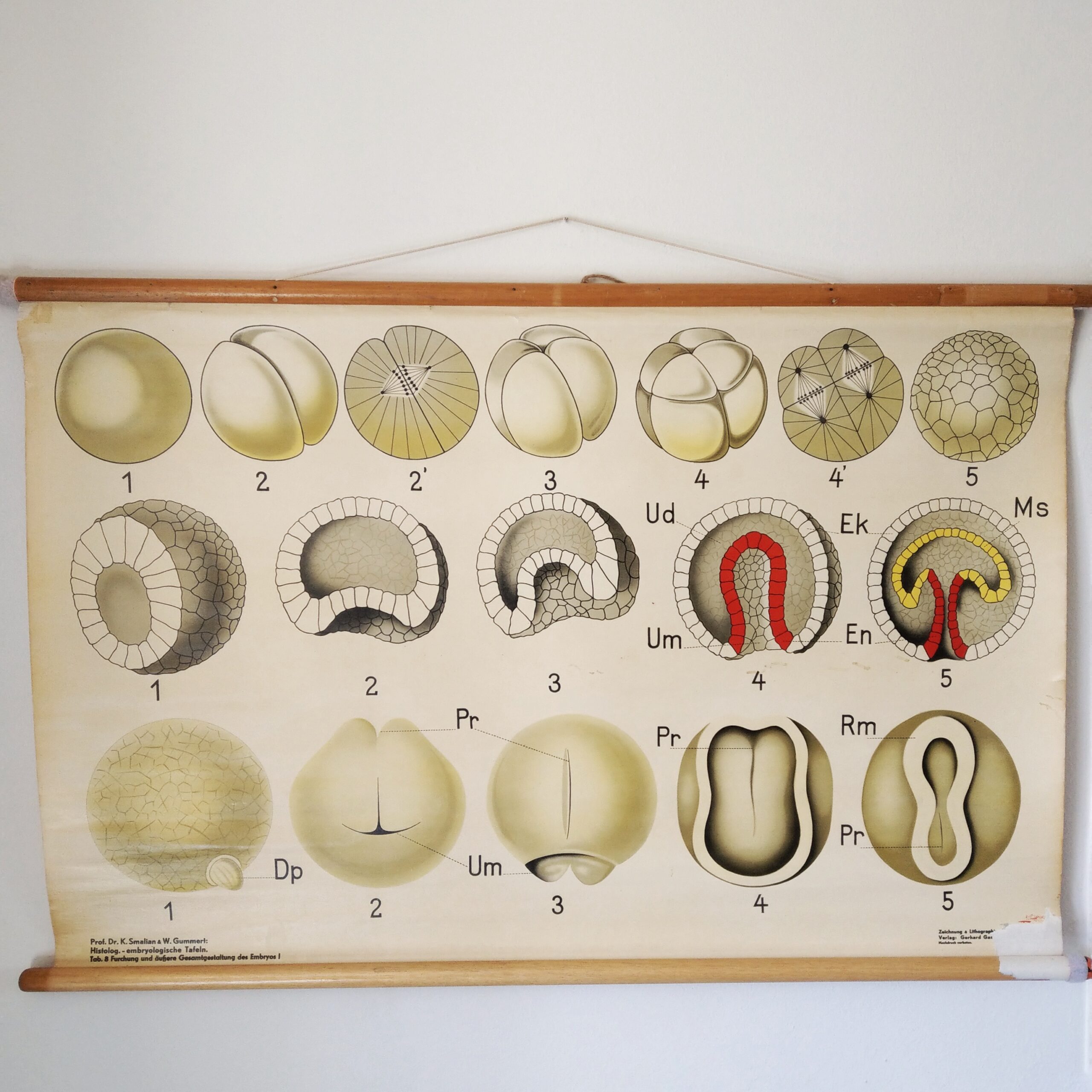 . Furchung & äussere Gesamtgestaltung des Embryos I