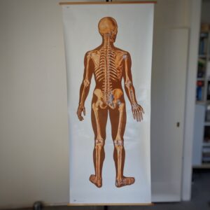 Schoolplaat Beenderenstelsel achterzijde