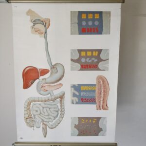 medische schoolplaat spijsvertering Deutsche Hygiene Museum