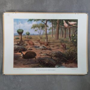 Afbeelding van een schoolplaat met de naam Uit de Australische dierenwereld. De plaat is getekend door M.A. Koekkoek en in 1950 uitgegeven door J.B. Wolters Groningen - Djakarta. We zien onder anderen een emoe en een kaketoe.