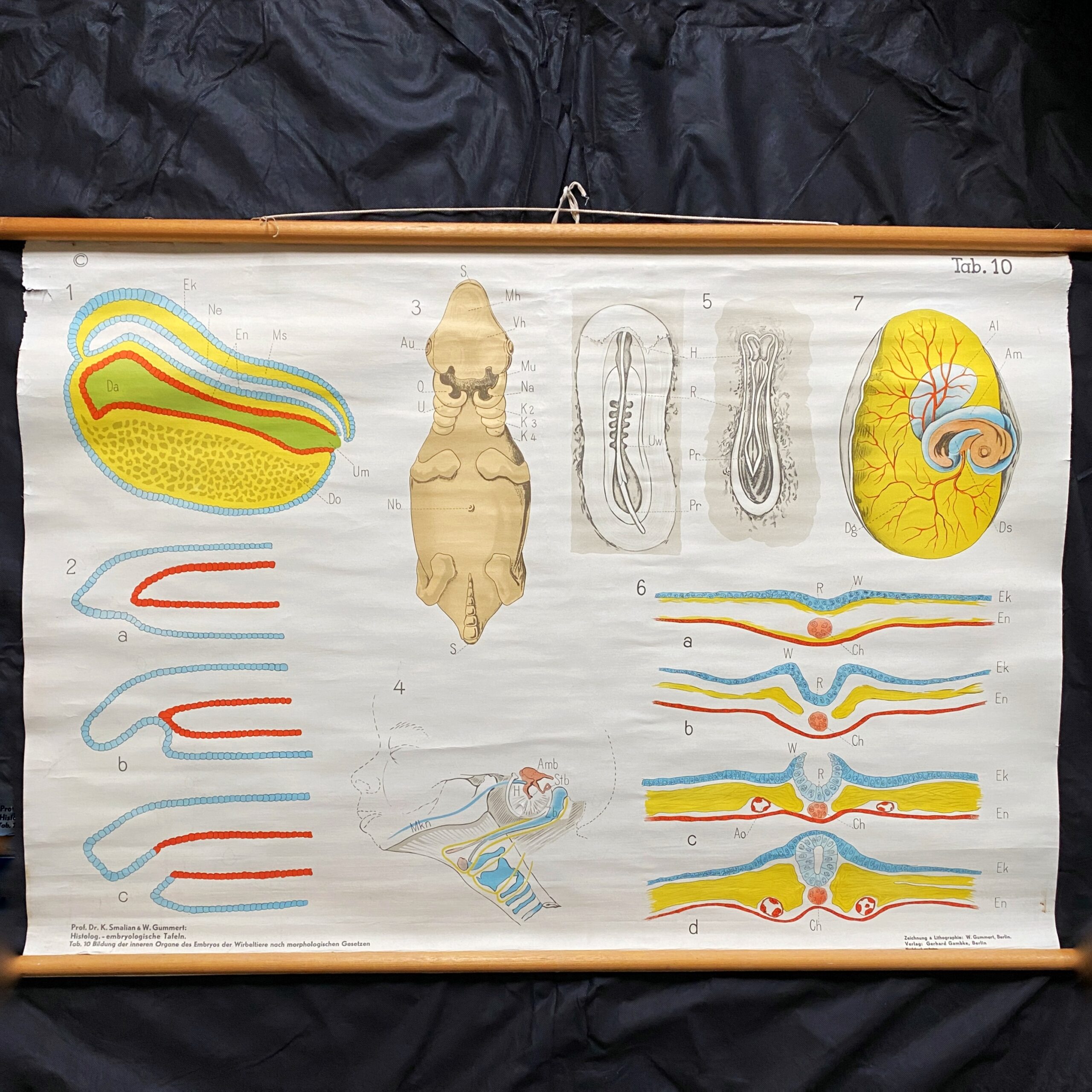 Afbeelding van een schoolplaat waarop de ontwikkeling van een embryo in verschillende stadia staat afgebeeld.