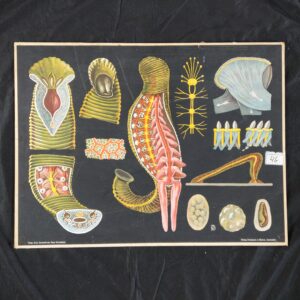 Schoolplaat bloedzuiger van Jung, Koch en Quentell. De originele titel van de plaat is Hirudo medicinalis. Blutegel. De plaat is in 1903 uitgegeven.