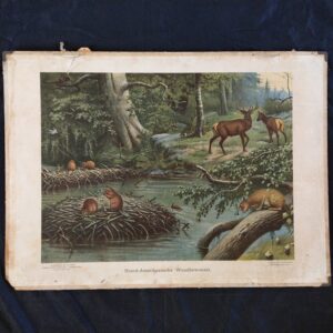 Afbeelding van schoolplaat Noord-Amerikaanse woudbewoners. Tekenaar M.A. Koekkoek. Op de plaat zie je een woud met herten, bevers, een lynx en verschillende vogels.