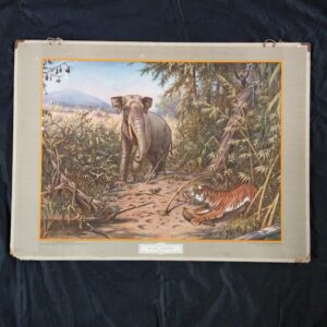 Schoolplaat In de rimboe, getekend door M.A. Koekkoek. Deze plaat is in 1924 uitgegeven door Wolters te Groningen.