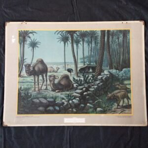 Op deze afbeelding zie je de schoolplaat Onder de dadelpalmen. Deze is getekend door M.A. Koekkoek en in 1932 uitgegeven door uitgeverij Wolters.