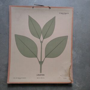 Wandplaten voor teekenonderwijs – liguster