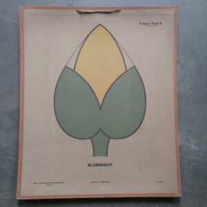Wandplaten voor teekenonderwijs – bloemknop