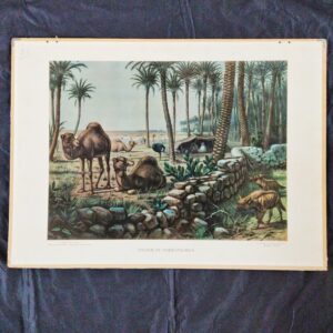 Schoolplaat Onder de dadelpalmen van M.A. Koekkoek. Een schilderij van een oase met kamelen en wilde dieren en woestijnbewoners in een tent